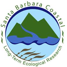 A photo of kelp fronds rising towards the ocean's surface.